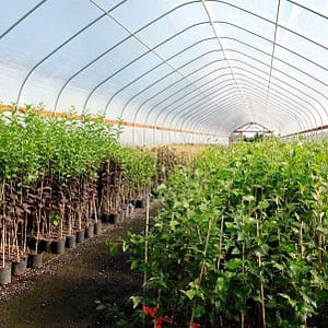 Vivero Forestal