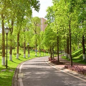 Asesoramiento Manejo de Áreas Verdes Urbanas