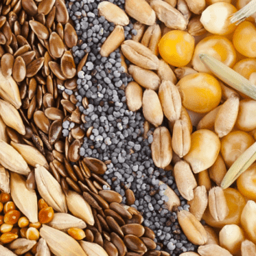 "Semillas" es un término poderoso que representa el potencial de crecimiento personal y de una planta. Reflexiona sobre las infinitas posibilidades y nuevos comienzos que ofrece esta palabra.