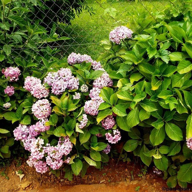 Plantas Forestales y Ornamentales